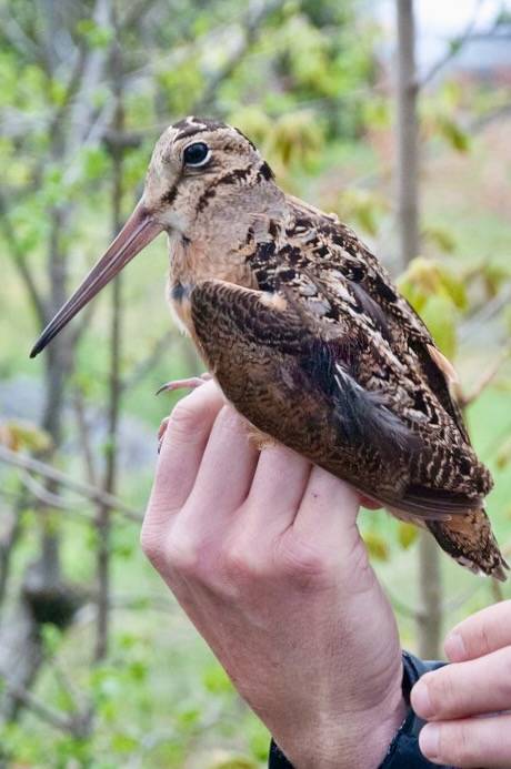 American Woodcock by cartermacdonald is licensed under CC BY-NC 2.0.